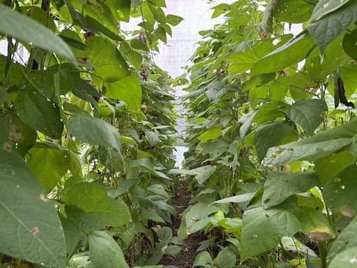 Rows of green bean plants growing tall inside a greenhouse, forming a leafy corridor along a narrow dirt path.
