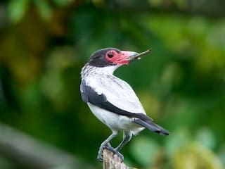 A Black-tailed Tityra perched with a twig in its beak, showing off its pale gray body, black wings, and striking red facial skin.