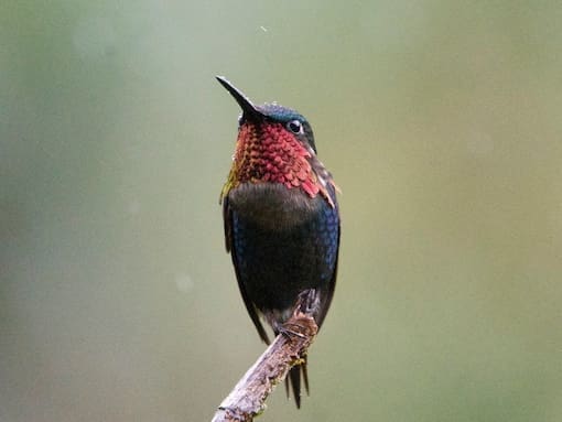 Male Gorgeted Woodstar perched on a twig, displaying iridescent pink and violet throat feathers against a soft green background.