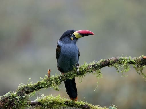 A Gray-breasted Mountain-Toucan perched on a mossy branch in a misty high-elevation Andean forest.