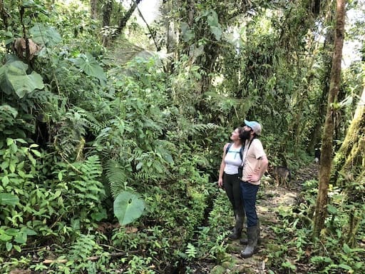 Two hikers stand on a lush jungle trail, gazing up at the dense green canopy above them.