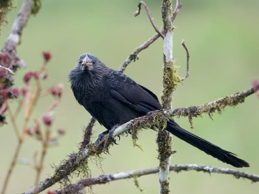A Smooth-billed Ani perched on a lichen-covered branch, its sleek black plumage and distinctively arched bill visible against a blurred green background.